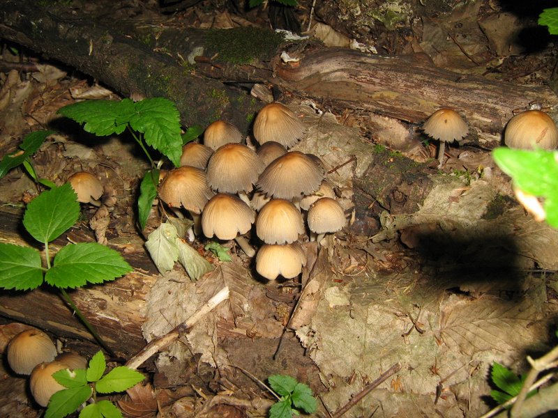 Funghi da Le Piastre
